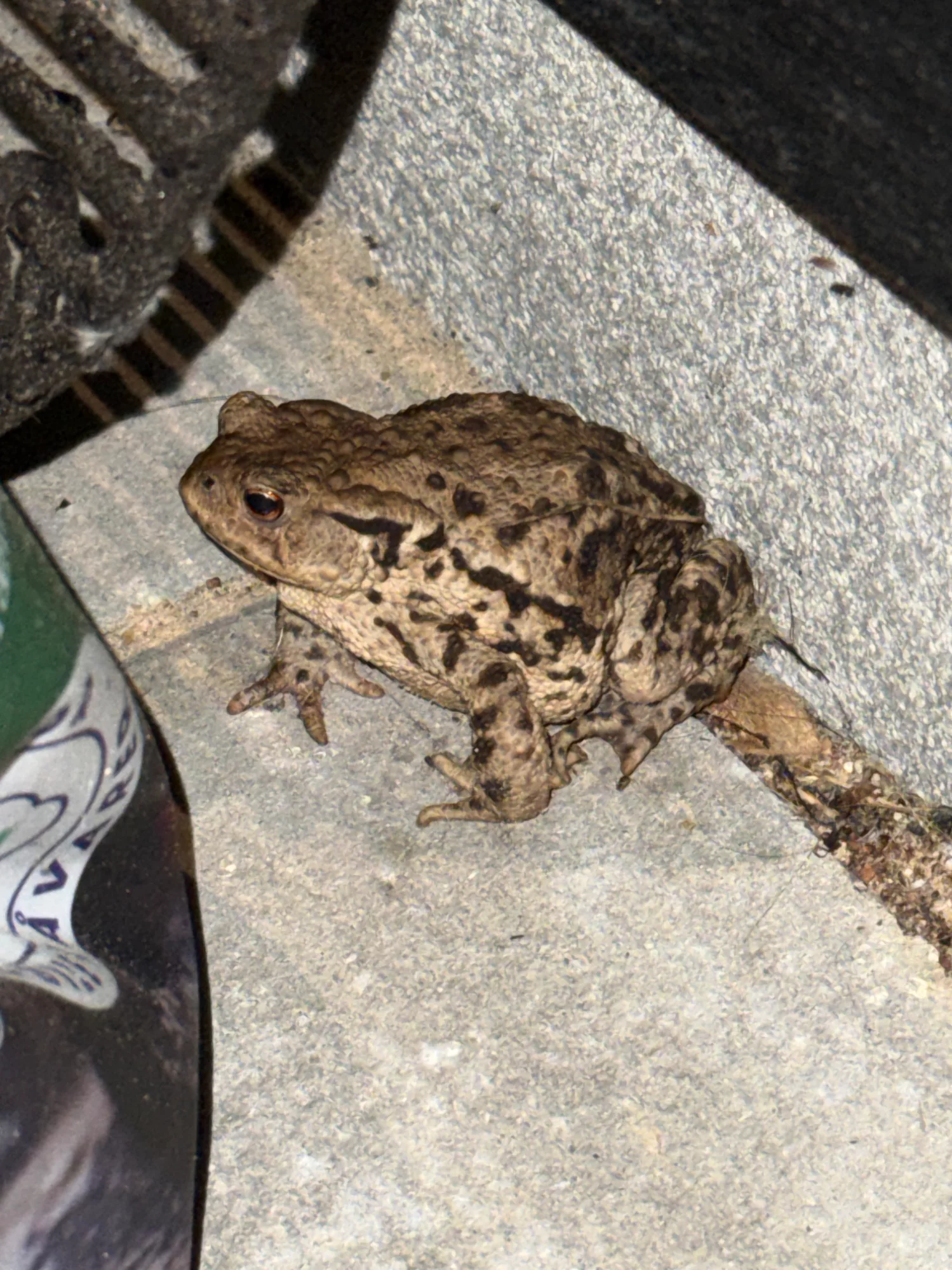 IMG_3611.webp