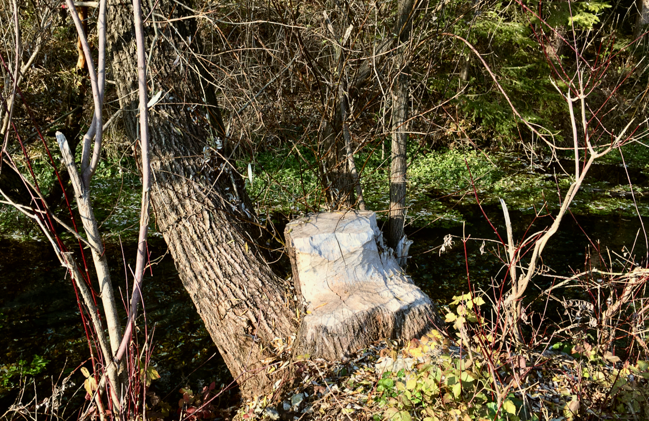 IMG_3874.png