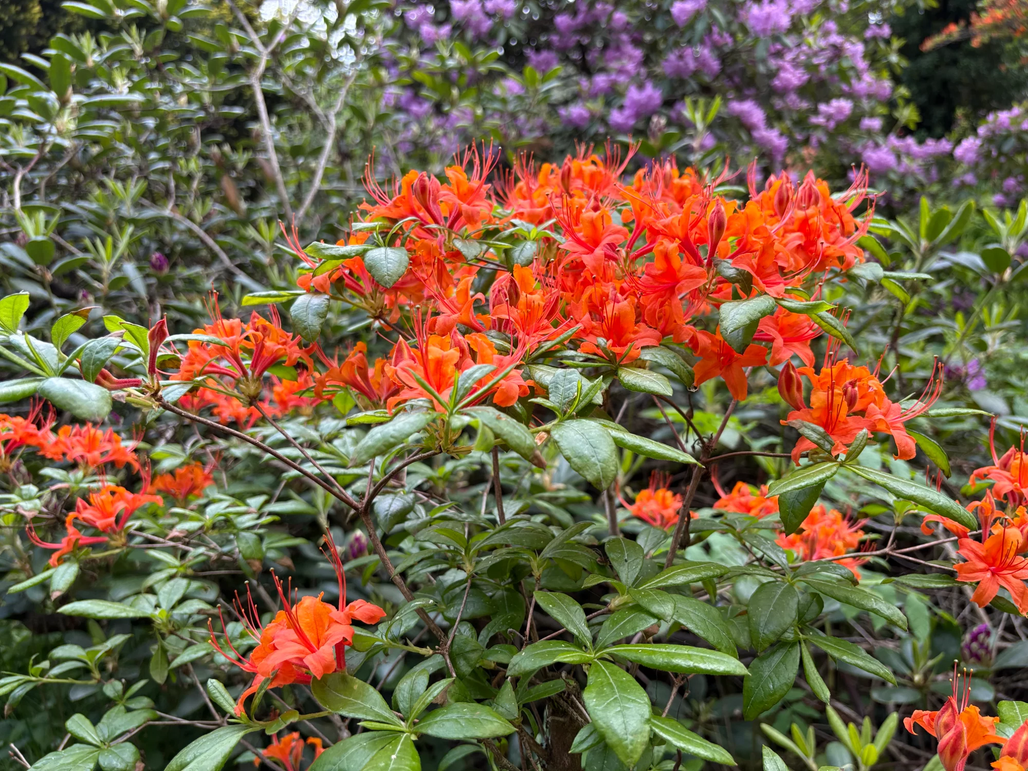 IMG_4666.webp