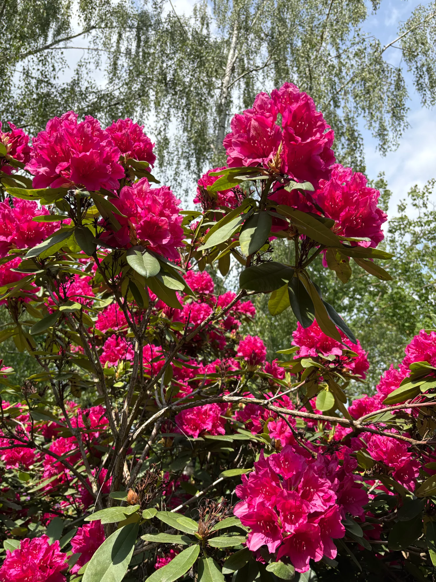 IMG_4686.webp