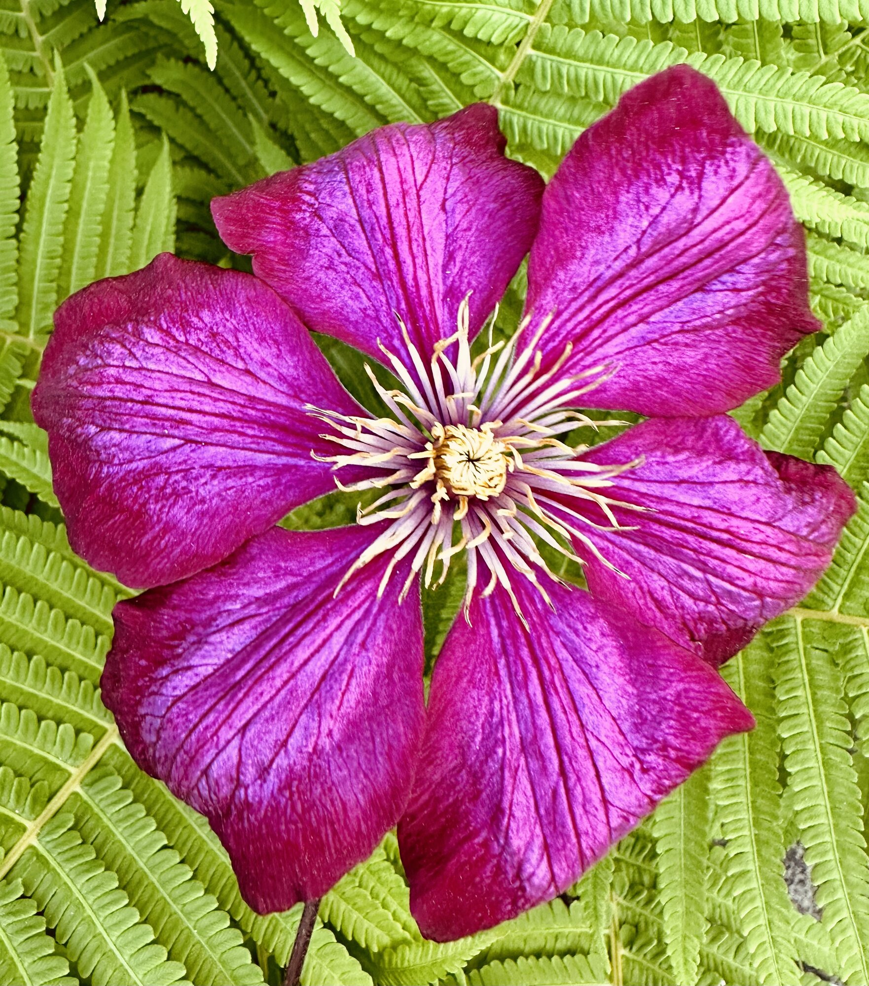 IMG_6598.jpeg
