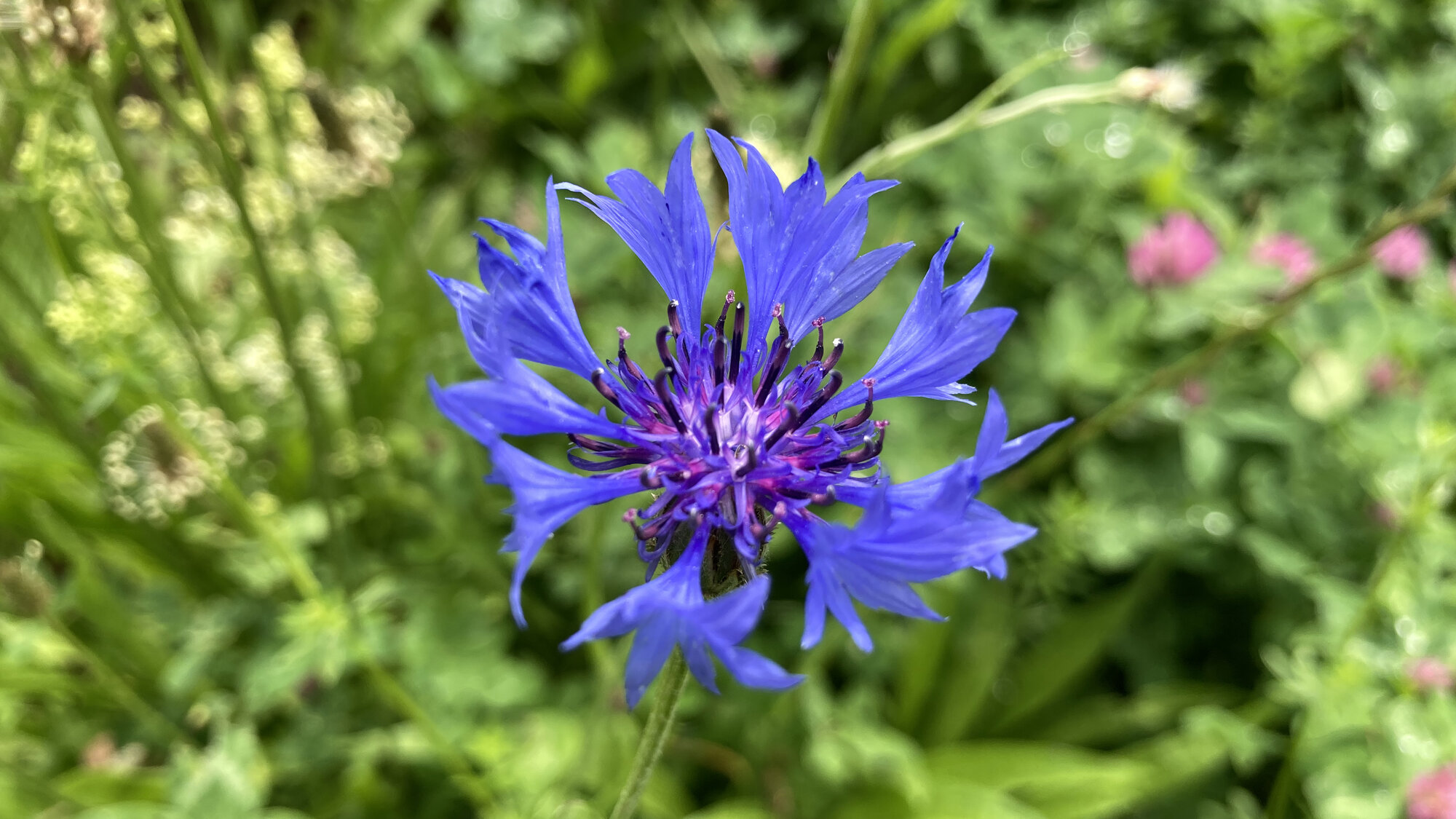 IMG_9097.jpeg