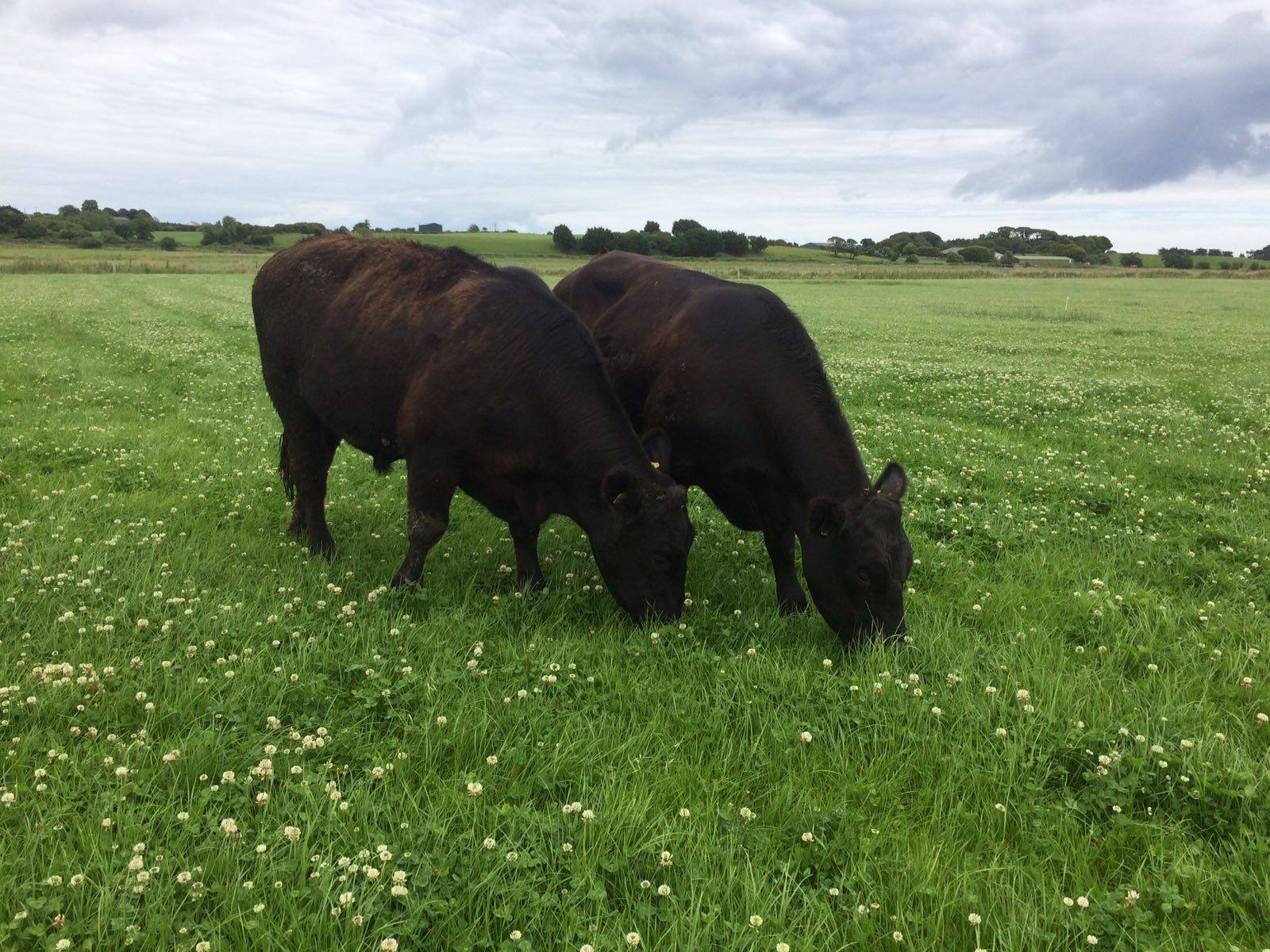 Irisches Angus Rind Weiderind Irish Beef Irland Irische Rinder Dry Age 3.jpg