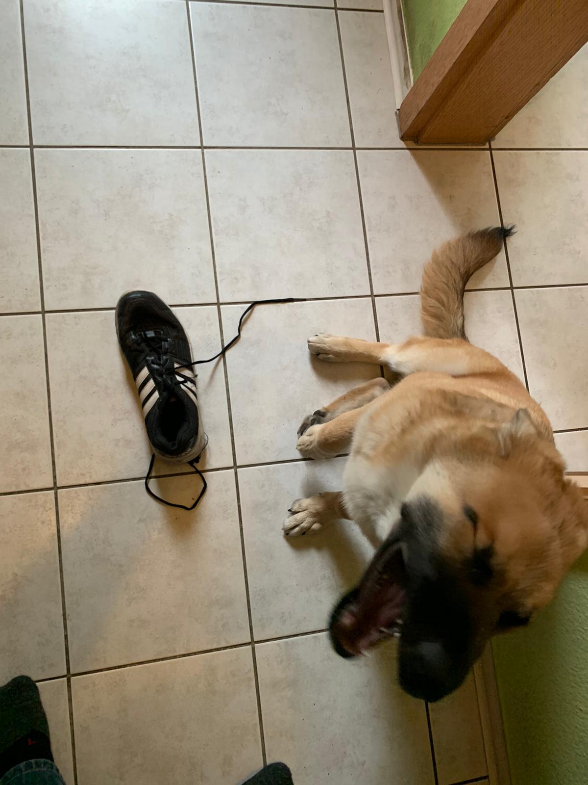 Lenny mit Schuh.jpg