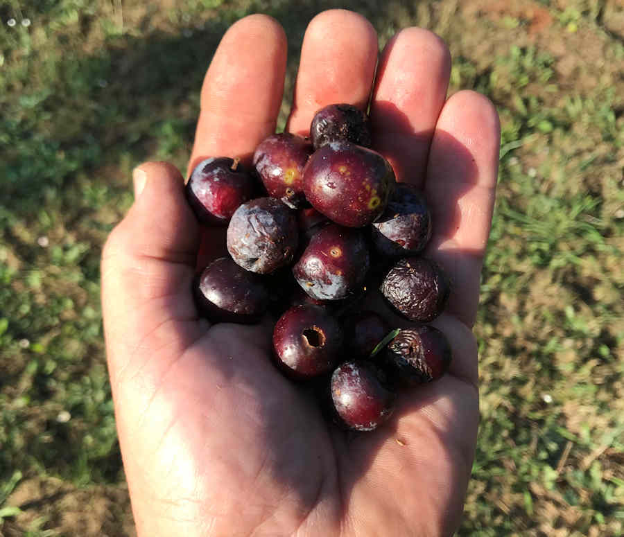 Olive_01.jpg