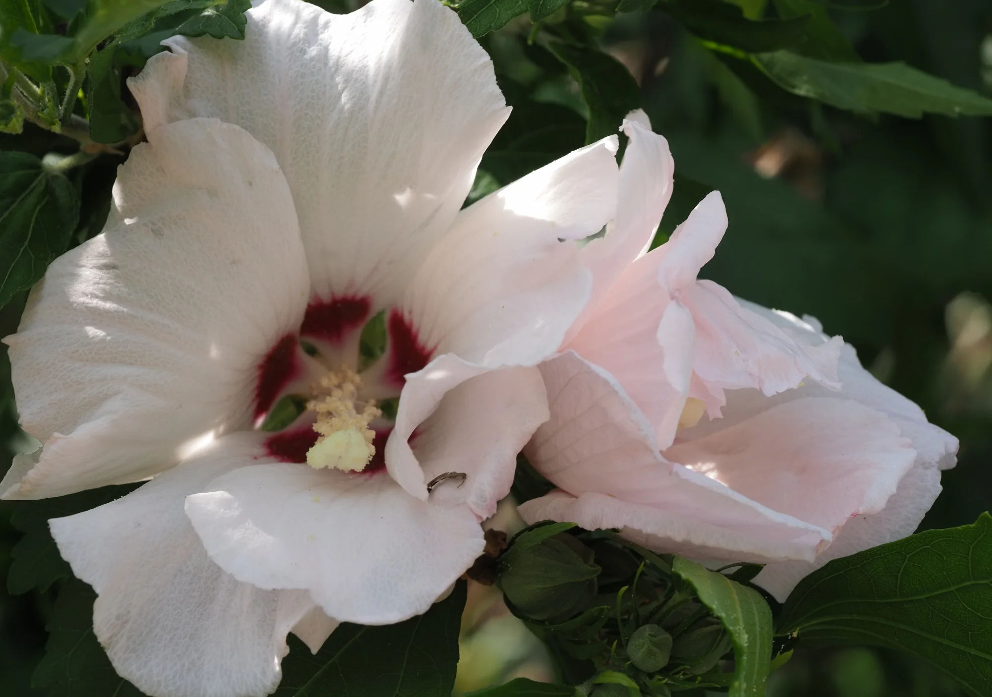 P6260321.webp