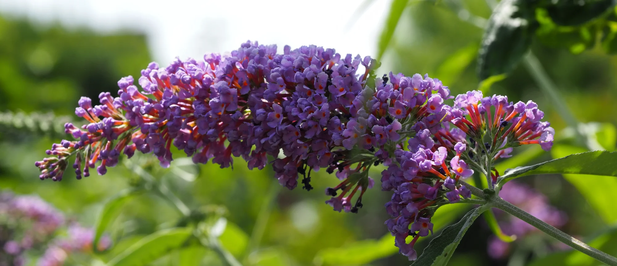 P6260323.webp