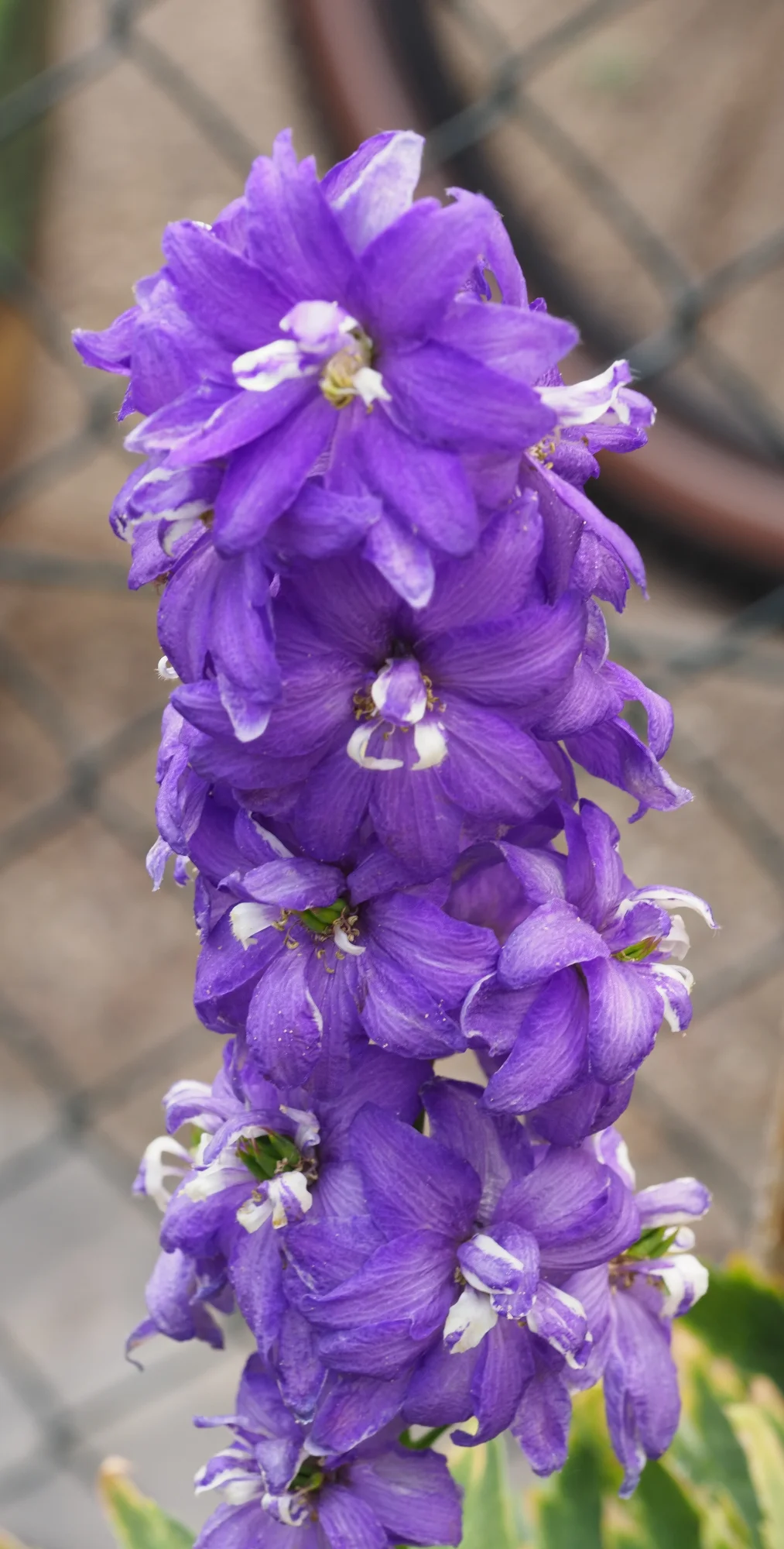 P7250348.webp