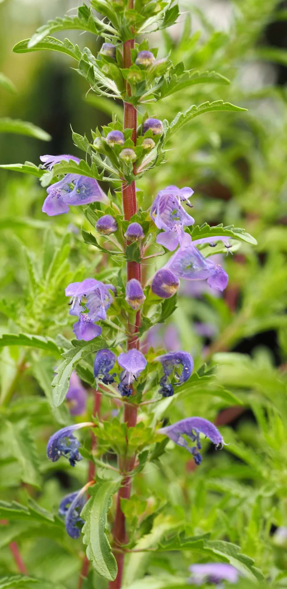 P7250350.webp