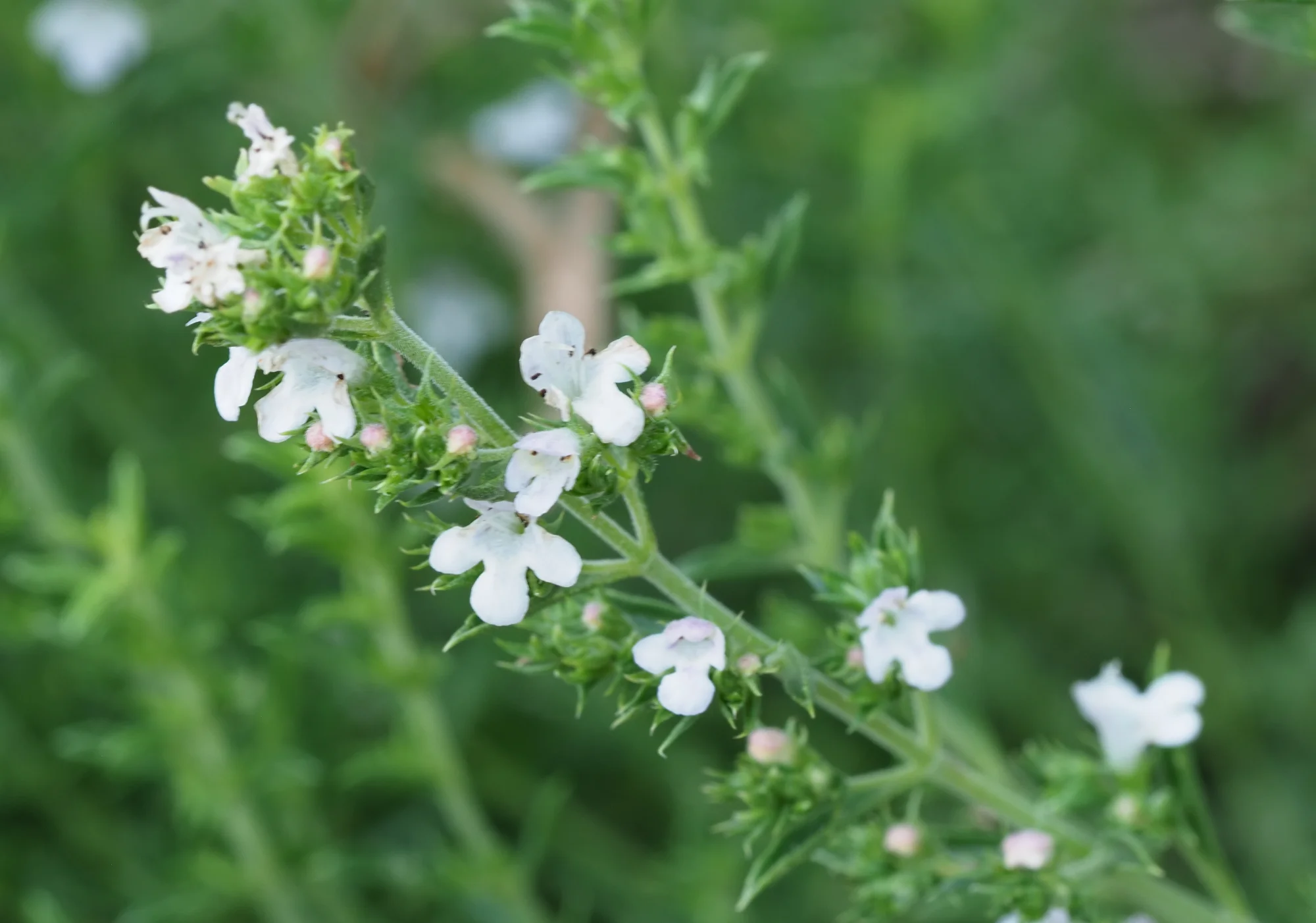 P7260359.webp