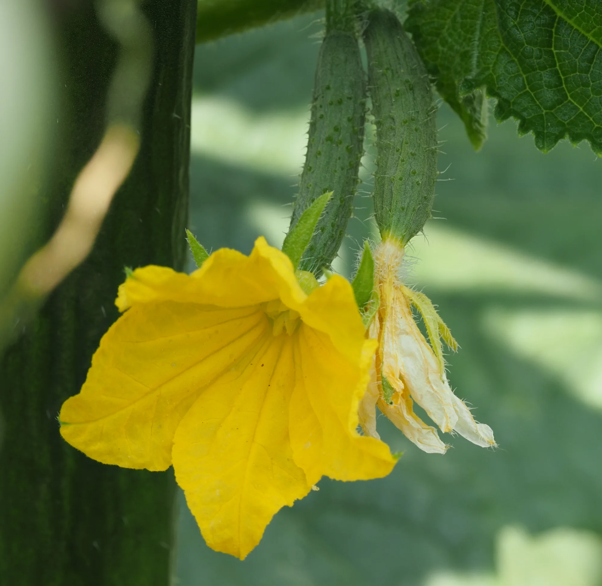 P7260360.webp