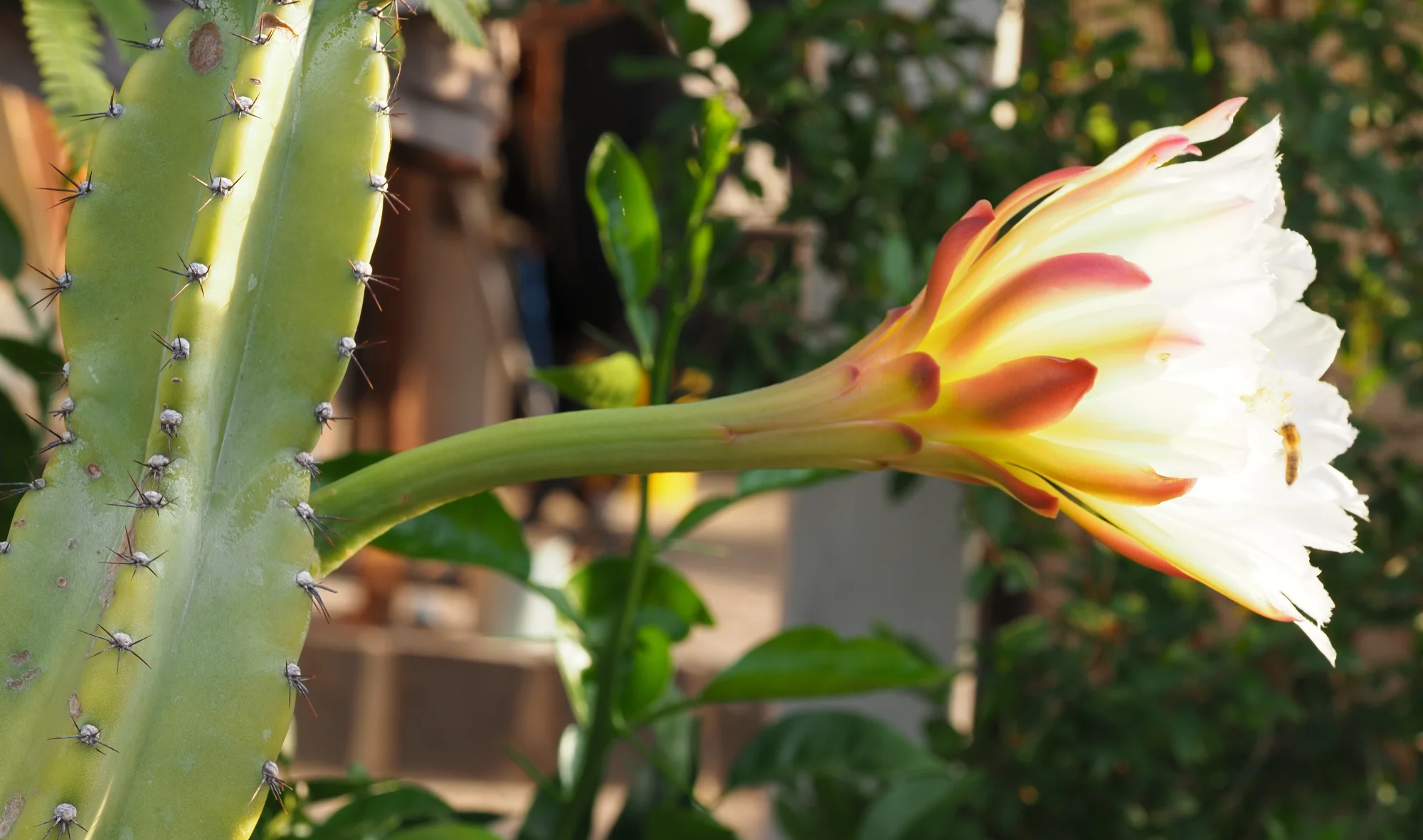 P8050371.webp
