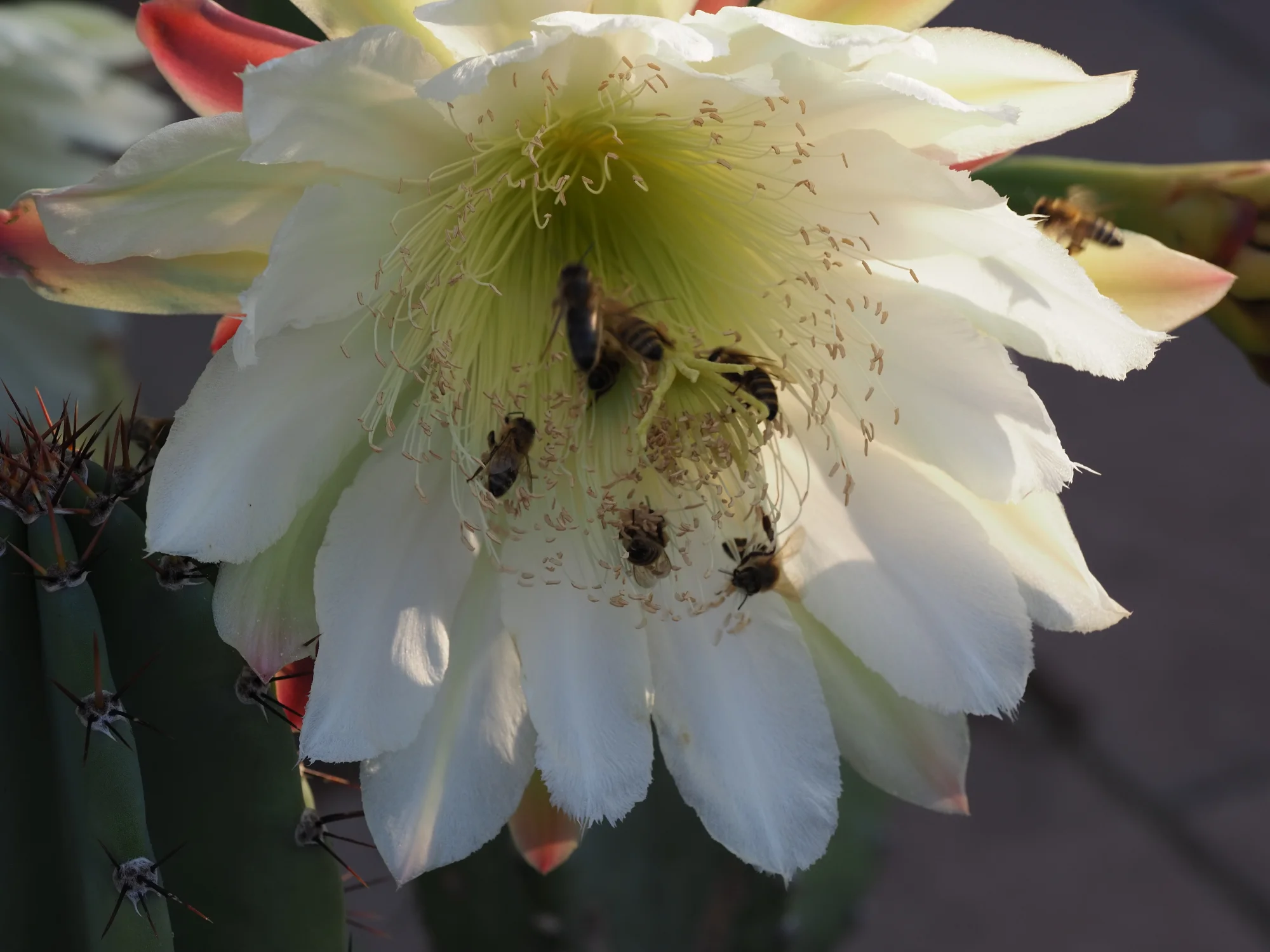 P8080376.webp