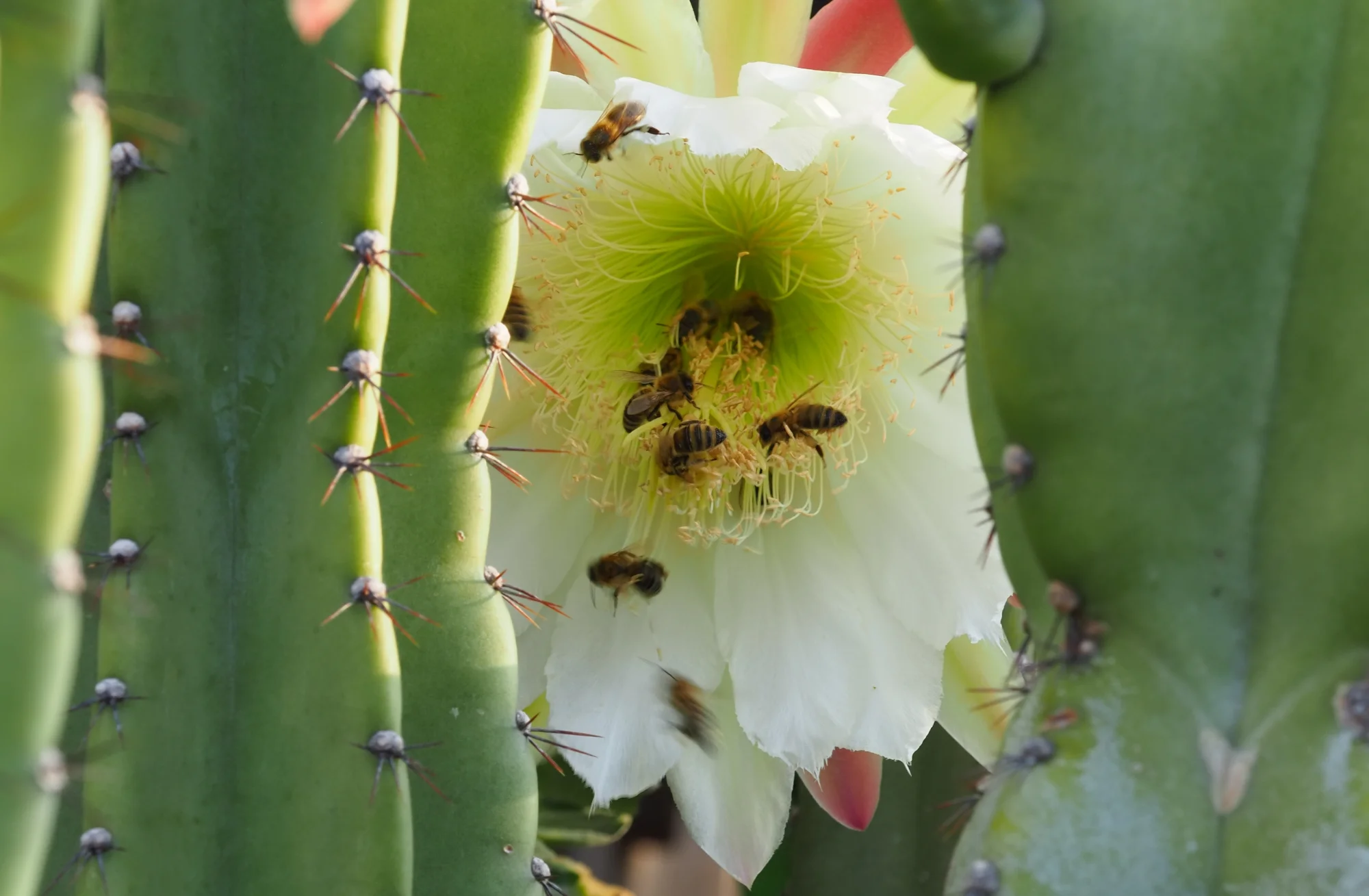 P8080380 (2).webp