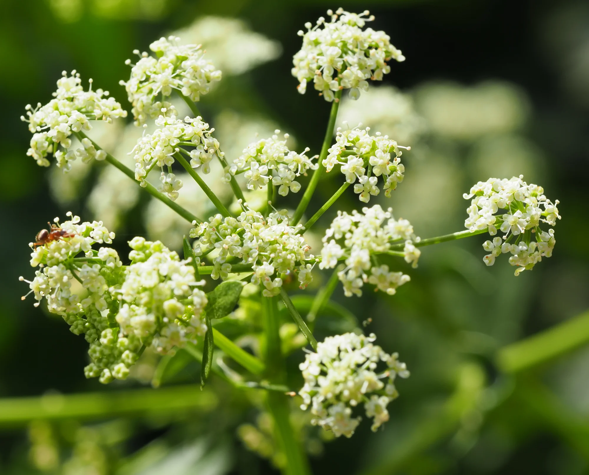 P9170388.webp