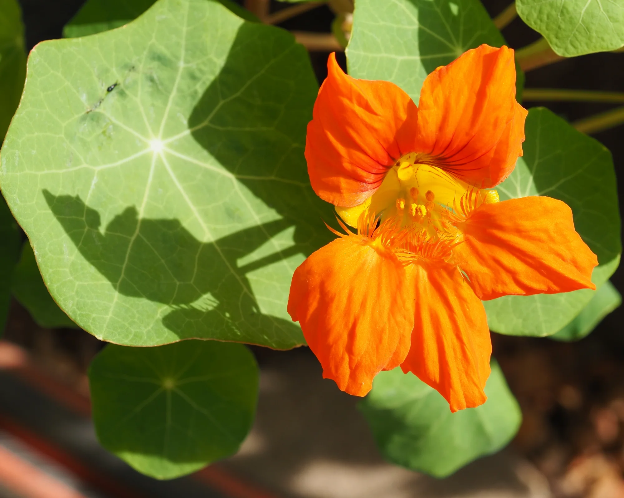 P9170401.webp