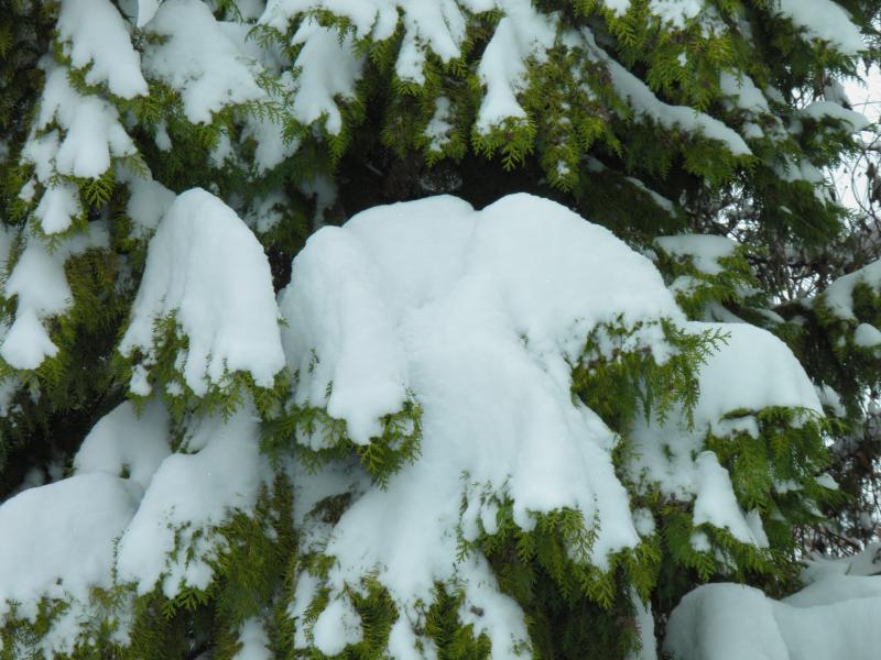 schnee3.jpeg