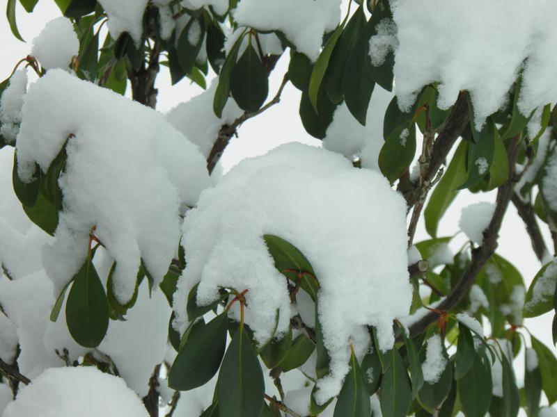 schnee4.jpeg
