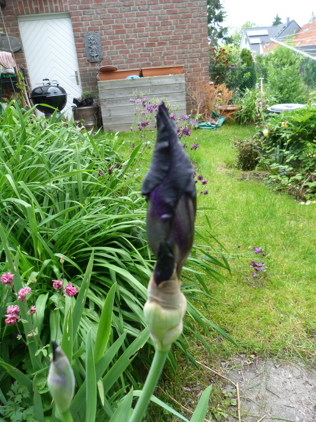 schwarze Iris.jpg