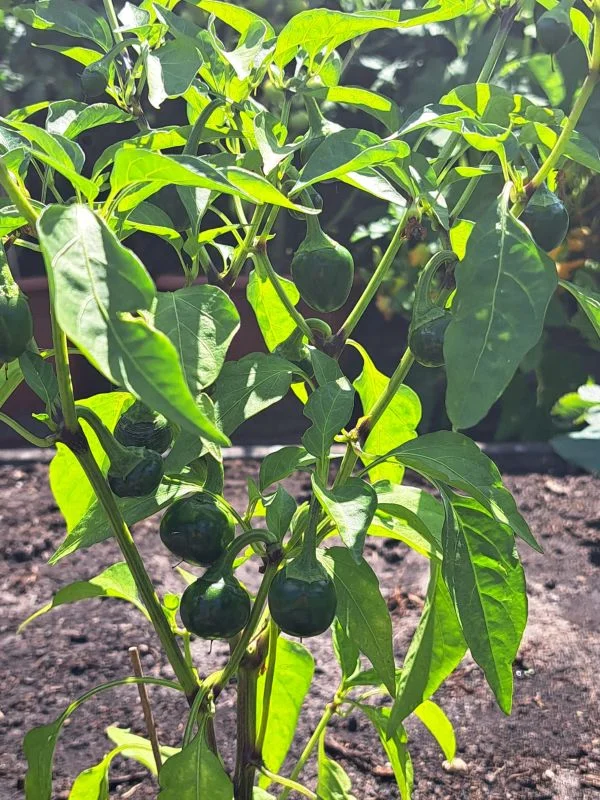 WhatsApp Image 2026-08-08 at 18.46.18.webp