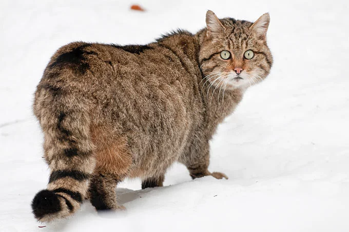 wildkatze.webp