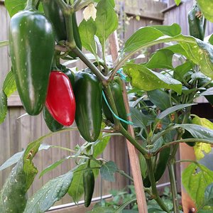 Early Jalapeno