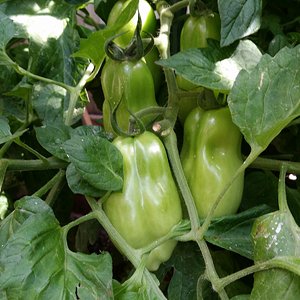 San Marzano