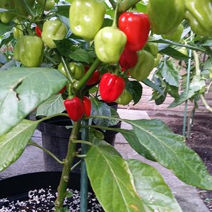 Habanero Red