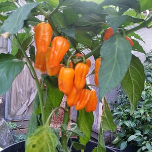 Habanero Orange
