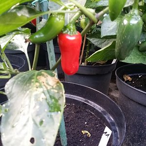 Serrano