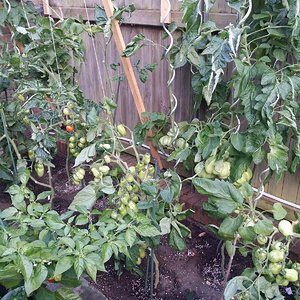 Tomatos