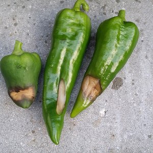 faule Früchte