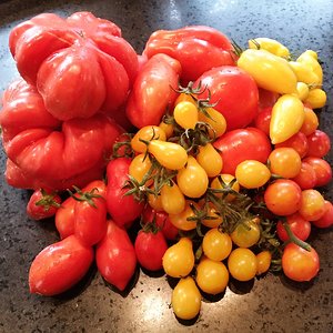 verschiedene Tomaten