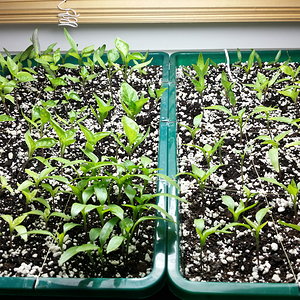 GSV_20160217_chilis_1