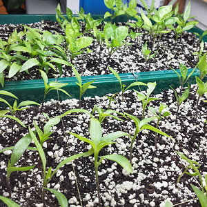 GSV_20160217_chilis_2