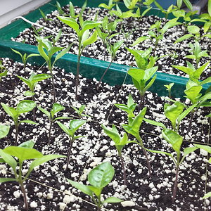 GSV_20160217_chilis_3