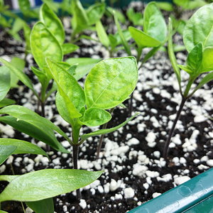 GSV_20160217_chilis_4