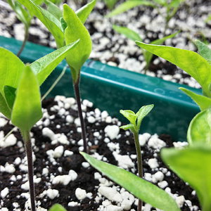 GSV_20160217_chilis_5