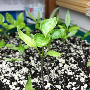GSV_20160217_chilis_6