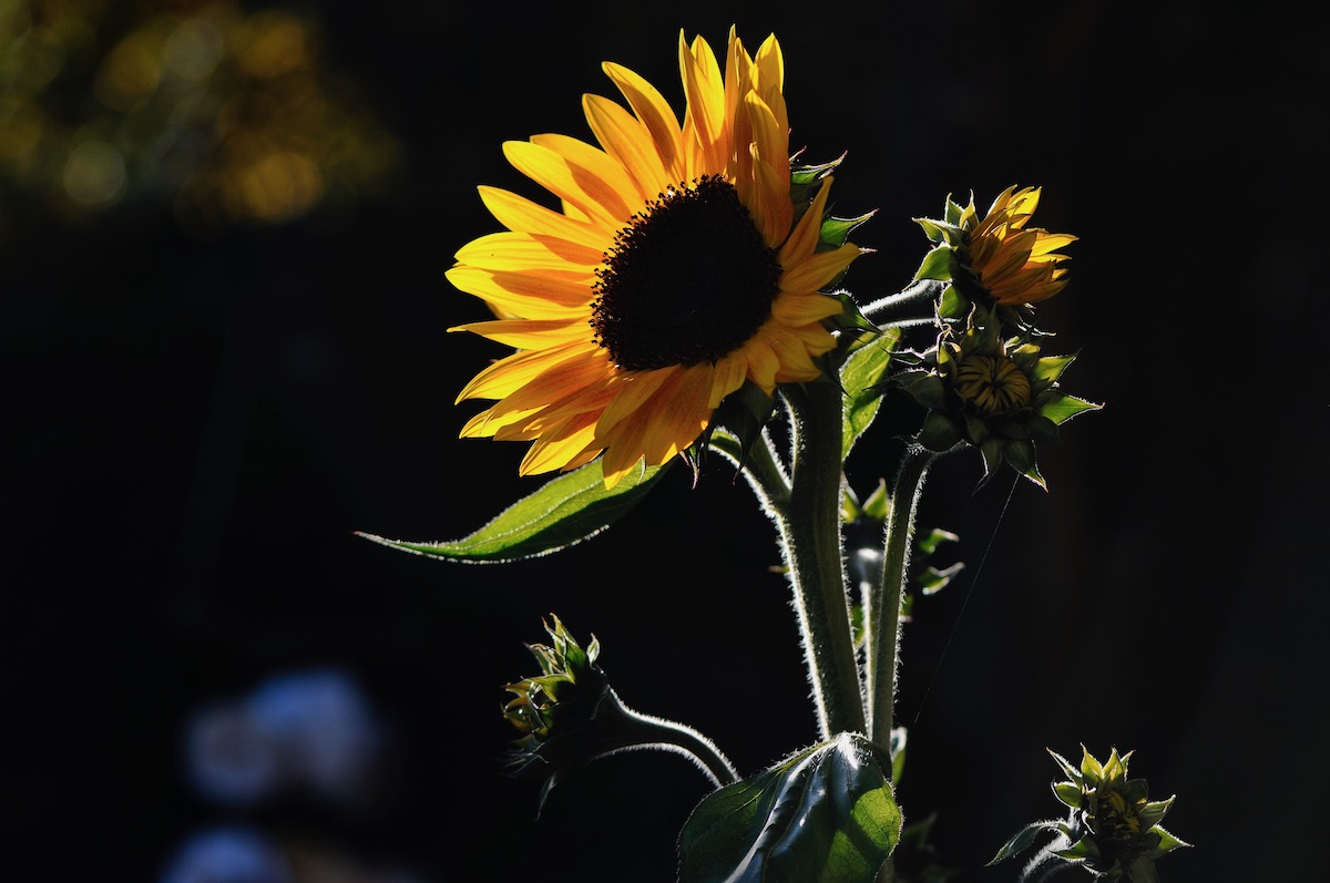 _DSC3530.jpeg