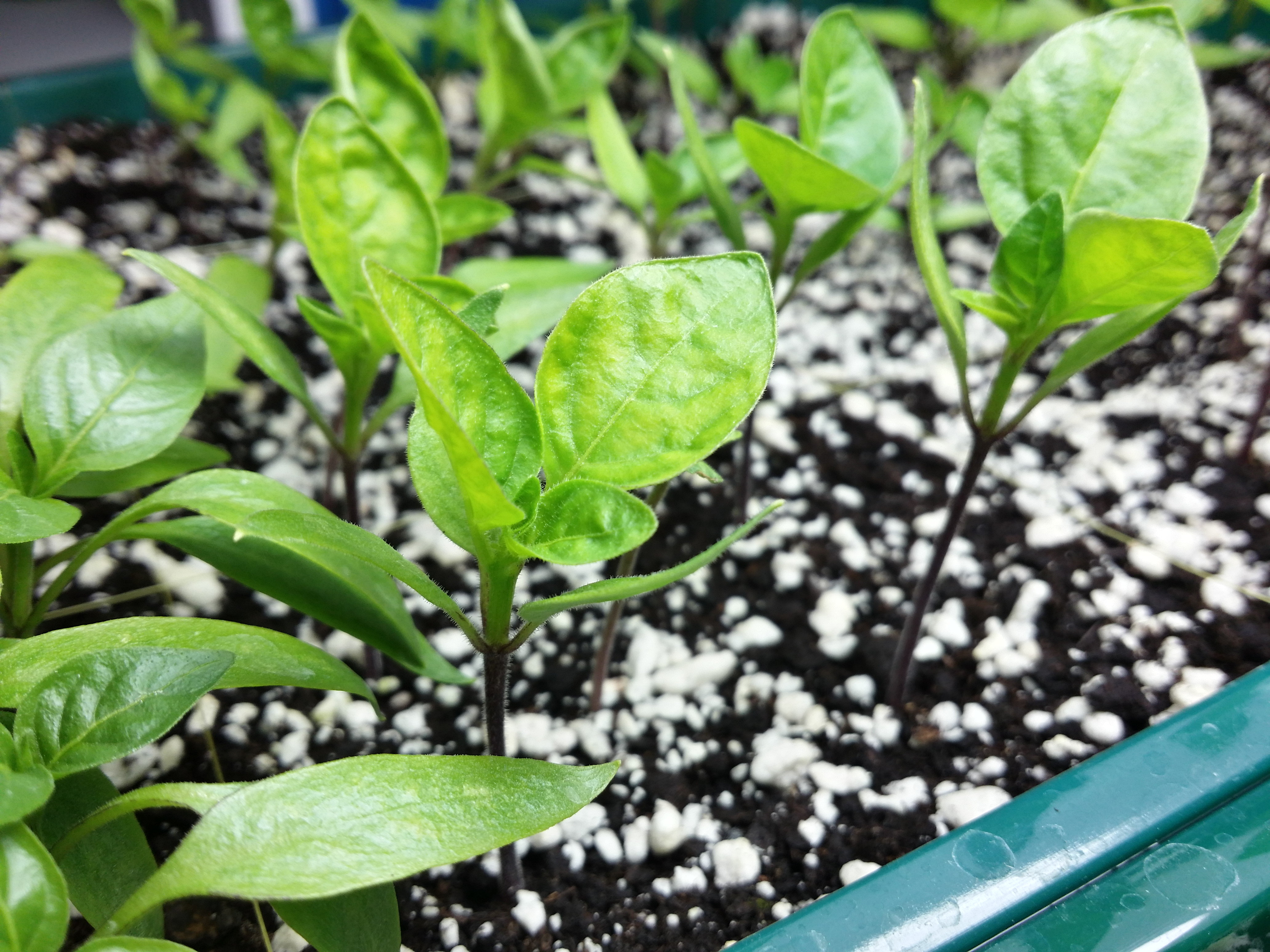 GSV_20160217_chilis_4