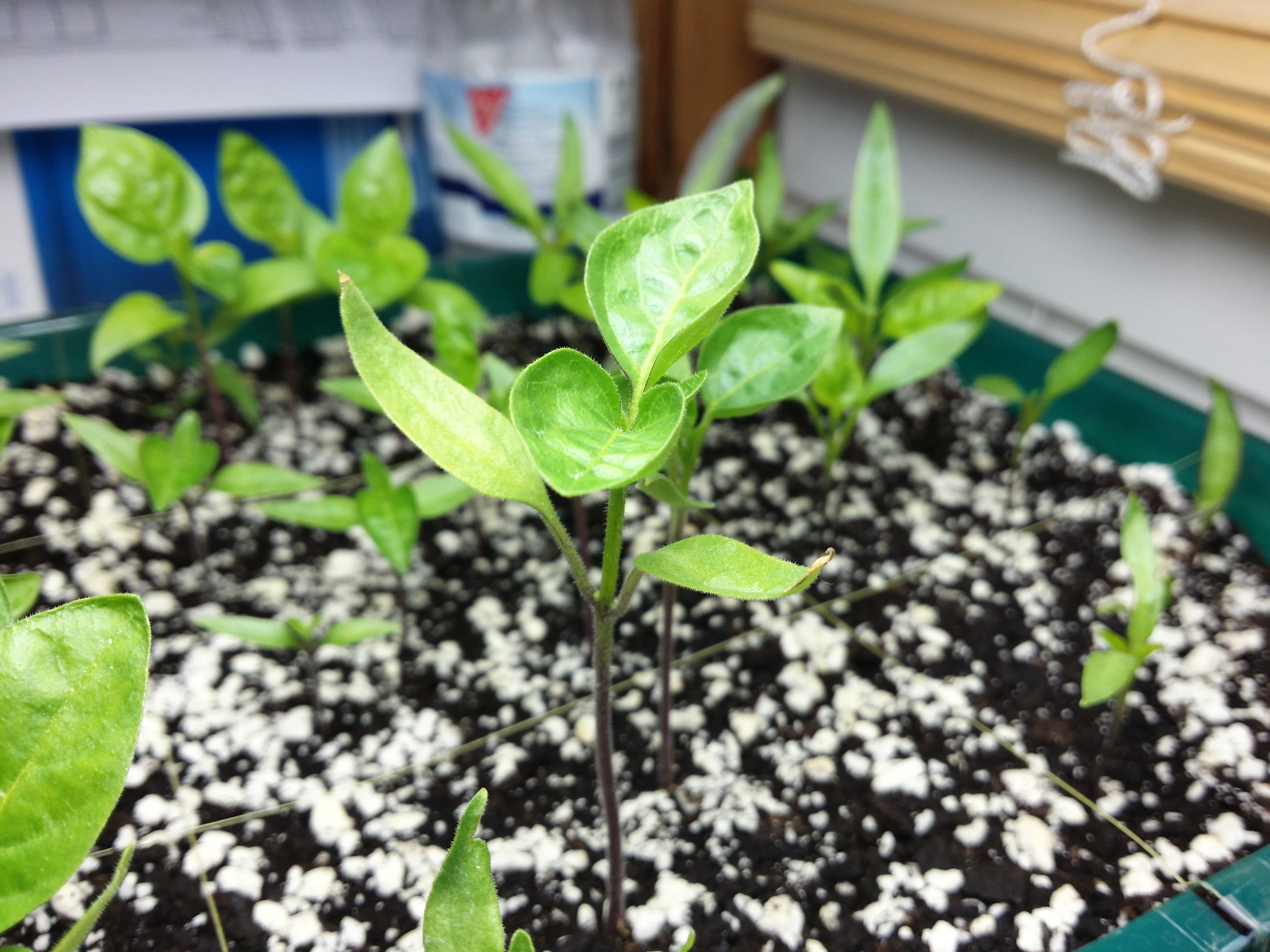 GSV_20160217_chilis_6