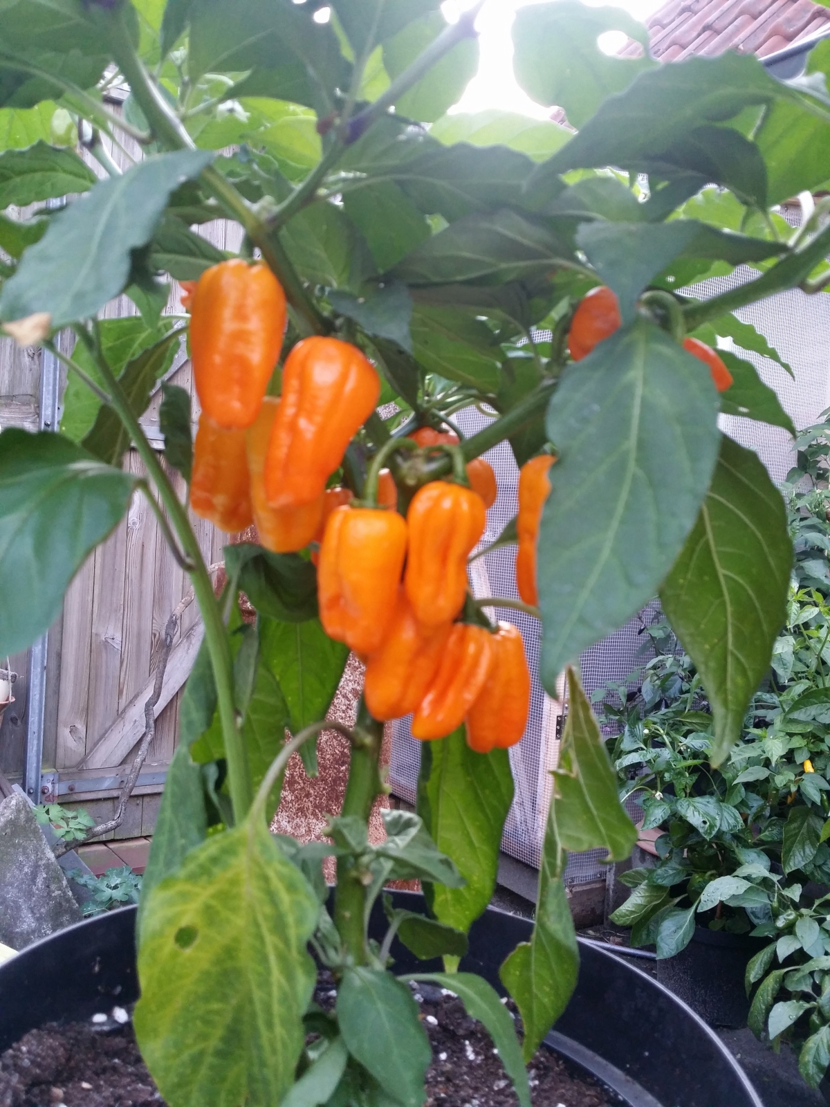 Habanero Orange