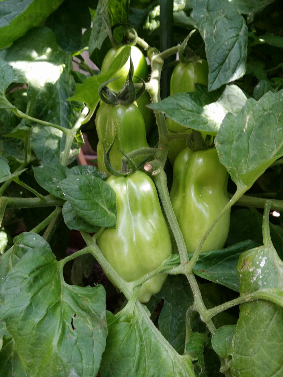 San Marzano