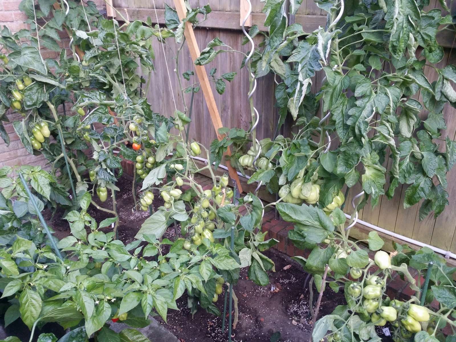 Tomatos