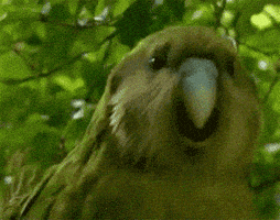 Dance Reaction GIF