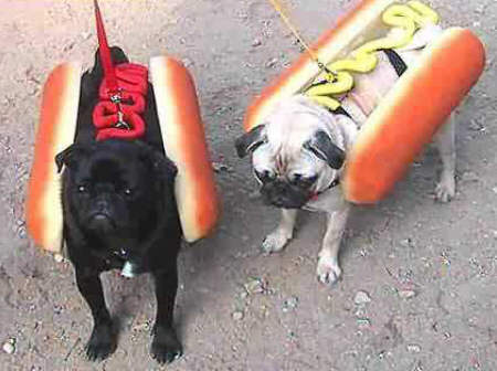 hot-dog-leinen-system.jpg