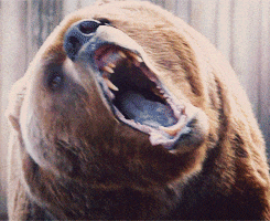 bear growling GIF