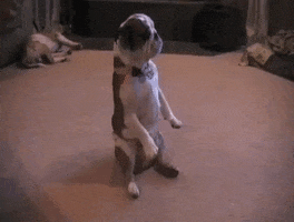 dog sitting GIF by America's Funniest Home Videos