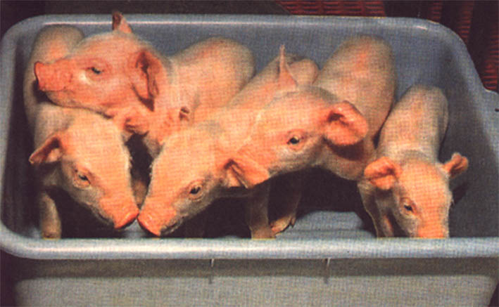 schweinderl01.jpg